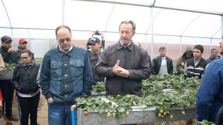 Produtores de Pinhalão recebem orientações sobre cultivo de morango